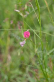 Fotografia da espécie Lathyrus nissolia