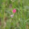 Fotografia 8 da espécie Lathyrus nissolia do Jardim Botânico UTAD