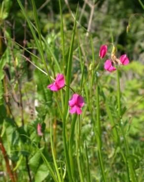 Fotografia 1 da espécie Lathyrus nissolia no Jardim Botânico UTAD