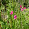 Fotografia 1 da espécie Lathyrus nissolia do Jardim Botânico UTAD