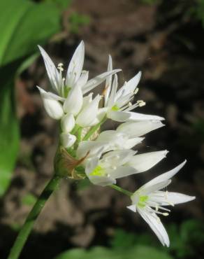 Fotografia 6 da espécie Allium ursinum subesp. ursinum no Jardim Botânico UTAD