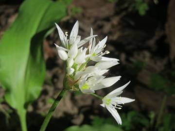 Fotografia da espécie Allium ursinum subesp. ursinum