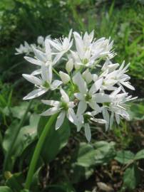 Fotografia da espécie Allium ursinum subesp. ursinum