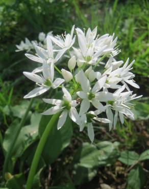 Fotografia 7 da espécie Allium ursinum subesp. ursinum no Jardim Botânico UTAD