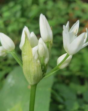 Fotografia 8 da espécie Allium ursinum subesp. ursinum no Jardim Botânico UTAD