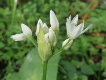 Fotografia da espécie Allium ursinum subesp. ursinum