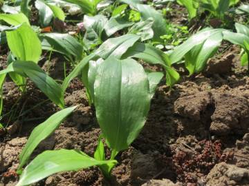 Fotografia da espécie Allium ursinum subesp. ursinum