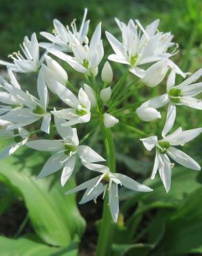 Fotografia 10 da espécie Allium ursinum subesp. ursinum no Jardim Botânico UTAD