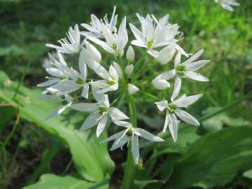 Fotografia da espécie Allium ursinum subesp. ursinum