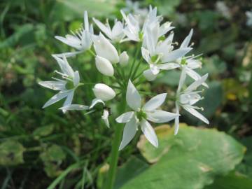 Fotografia da espécie Allium ursinum subesp. ursinum