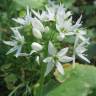 Fotografia 11 da espécie Allium ursinum subesp. ursinum do Jardim Botânico UTAD