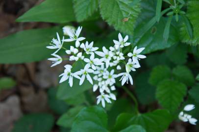 Fotografia da espécie Allium ursinum subesp. ursinum