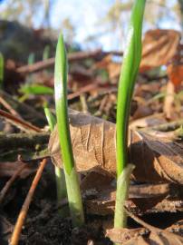 Fotografia da espécie Allium ursinum subesp. ursinum