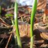 Fotografia 13 da espécie Allium ursinum subesp. ursinum do Jardim Botânico UTAD