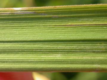 Fotografia da espécie Alopecurus arundinaceus