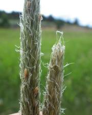 Fotografia da espécie Alopecurus arundinaceus