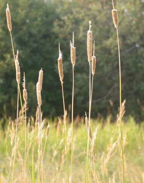 Fotografia 6 da espécie Alopecurus arundinaceus no Jardim Botânico UTAD