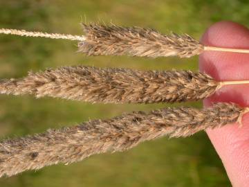 Fotografia da espécie Alopecurus arundinaceus