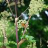 Fotografia 6 da espécie Angelica archangelica do Jardim Botânico UTAD
