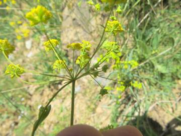 Fotografia da espécie Bupleurum falcatum