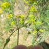 Fotografia 5 da espécie Bupleurum falcatum do Jardim Botânico UTAD