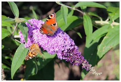 Fotografia da espécie Buddleja davidii