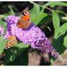 Fotografia 9 da espécie Buddleja davidii do Jardim Botânico UTAD