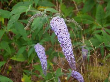 Fotografia da espécie Buddleja davidii