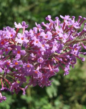 Fotografia 11 da espécie Buddleja davidii no Jardim Botânico UTAD