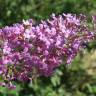 Fotografia 11 da espécie Buddleja davidii do Jardim Botânico UTAD