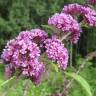 Fotografia 12 da espécie Buddleja davidii do Jardim Botânico UTAD