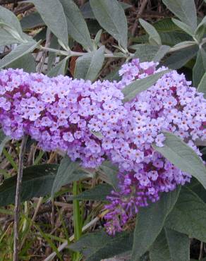 Fotografia 13 da espécie Buddleja davidii no Jardim Botânico UTAD