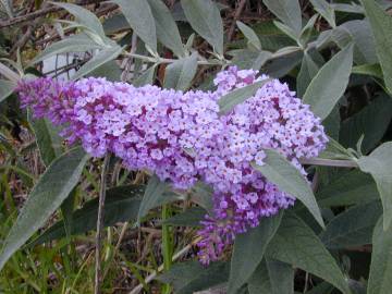 Fotografia da espécie Buddleja davidii