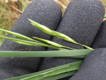 Fotografia da espécie Bromus catharticus