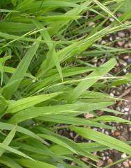 Brachypodium sylvaticum