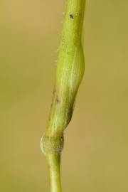 Fotografia da espécie Brachypodium sylvaticum