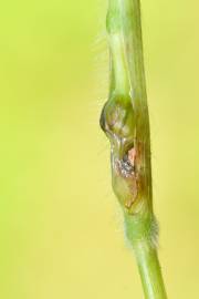 Fotografia da espécie Brachypodium sylvaticum