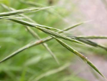 Fotografia da espécie Brachypodium sylvaticum