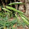 Fotografia 6 da espécie Bromus catharticus do Jardim Botânico UTAD