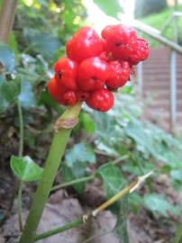 Fotografia da espécie Arum maculatum