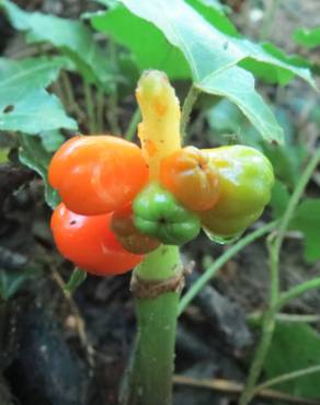 Fotografia 3 da espécie Arum maculatum no Jardim Botânico UTAD