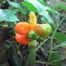 Fotografia 3 da espécie Arum maculatum do Jardim Botânico UTAD