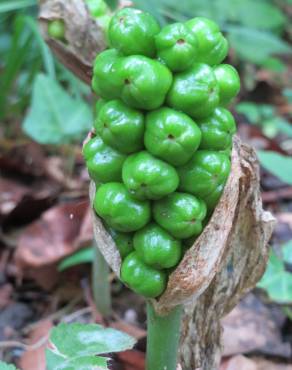 Fotografia 4 da espécie Arum maculatum no Jardim Botânico UTAD