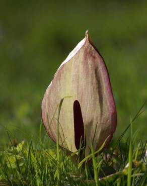 Fotografia 5 da espécie Arum maculatum no Jardim Botânico UTAD