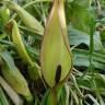 Fotografia 6 da espécie Arum maculatum do Jardim Botânico UTAD