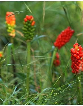 Fotografia 7 da espécie Arum maculatum no Jardim Botânico UTAD