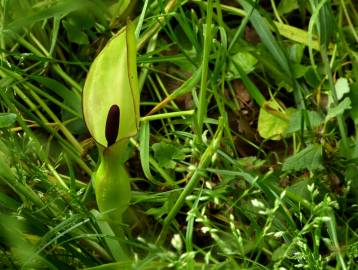 Fotografia da espécie Arum maculatum