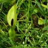 Fotografia 11 da espécie Arum maculatum do Jardim Botânico UTAD