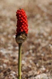 Fotografia da espécie Arum maculatum