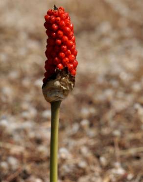 Fotografia 12 da espécie Arum maculatum no Jardim Botânico UTAD